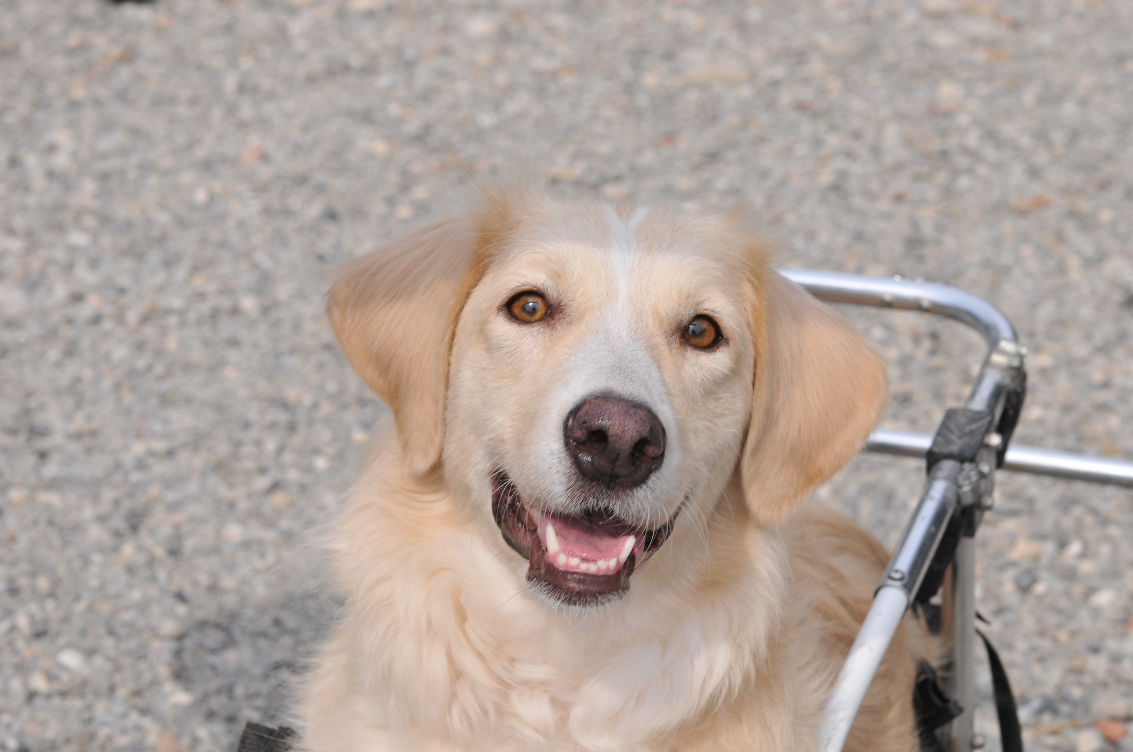 Cane in adozione